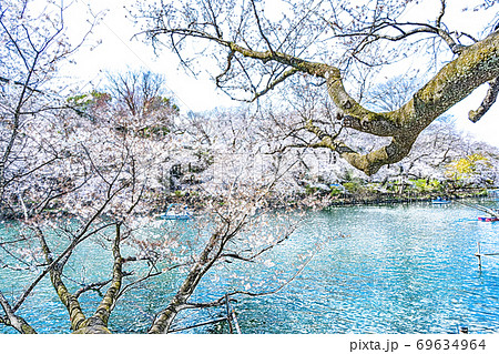 満開の桜 色鉛筆 のイラスト素材