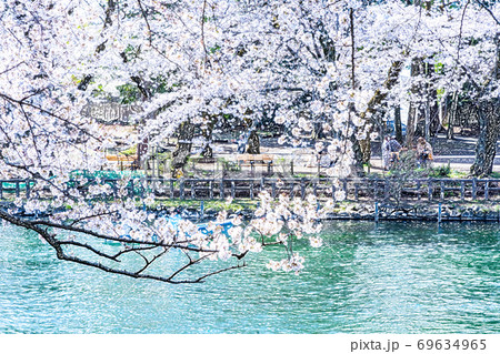 満開の桜【色鉛筆】 満開の桜【色鉛筆】 69634965