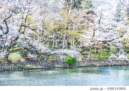 満開の桜 色鉛筆 のイラスト素材