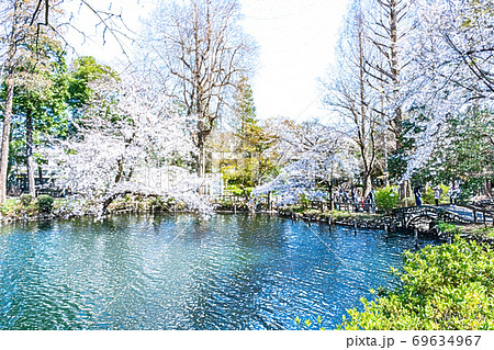 満開の桜【色鉛筆】 満開の桜【色鉛筆】 69634967