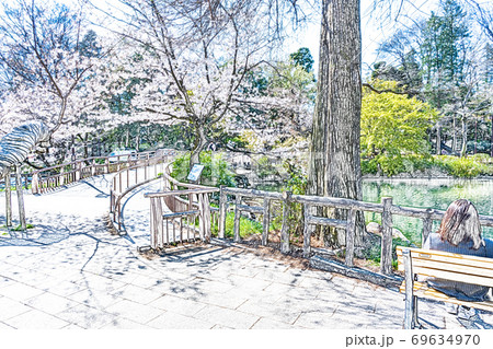 満開の桜 色鉛筆 のイラスト素材