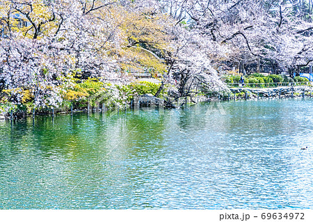 満開の桜【色鉛筆】 満開の桜【色鉛筆】 69634972
