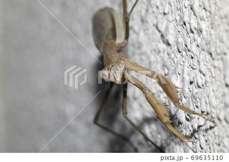 オオカマキリ褐色型 オオカマキリ褐色型 69635110