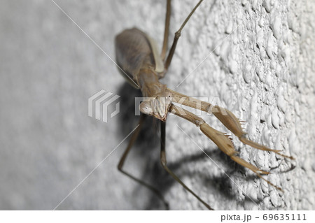 オオカマキリ褐色型 69635111