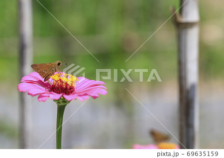 動物 花 蝶 69635159