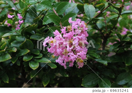 サルスベリの花 百日紅の花 サルスベリの花 百日紅の花 69635241