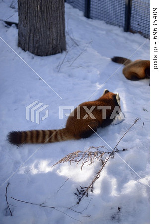 レッサーパンダ / 北海道の動物園 69635409