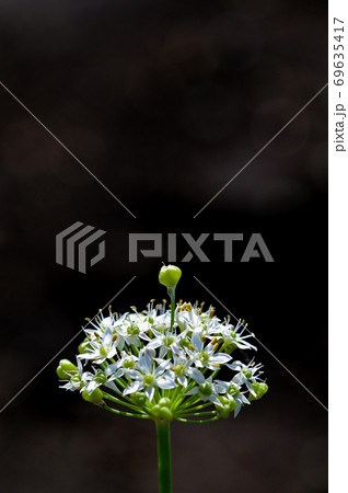 ニラの花 69635417