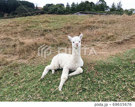 ニュージーランド　アルパカ 69635676