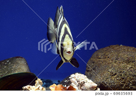 イシダイ 鯛 タイの写真素材
