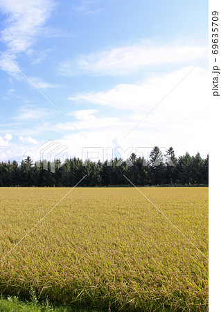 稲、稲畑、畑, 自然, 北海道, 植物, 屋外, 米, 大地, 耕作, 耕作地、農業、農家、作物 稲、稲畑、畑, 自然, 北海道, 植物, 屋外, 米, 大地, 耕作, 耕作地、農業、農家、作物 69635709