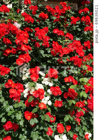 満開のつるバラ 薔薇 ばら 満開のつるバラ 薔薇 ばら 69636021