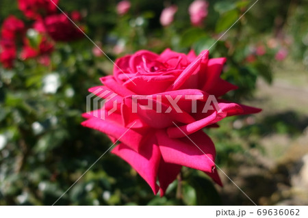 満開のバラ 薔薇 ばら 満開のバラ 薔薇 ばら 69636062