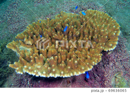 【1円スタートサンゴ】☆エンタクミドリイシチャコールブラウン