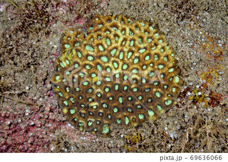 キクメイシ 69636066