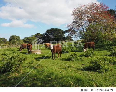 ニュージーランド　牛さん 69636079
