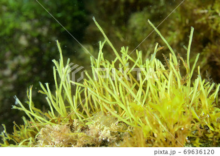 海藻 69636120