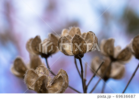 芙蓉の実 芙蓉の実 69636687