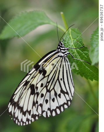 オオゴマダラ オオゴマダラ 69636737