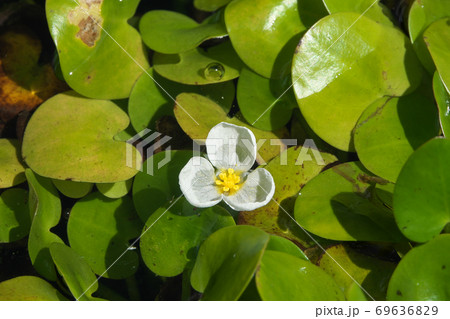 白い小さな花を咲かせる水生植物トチカガミ 9月の写真素材