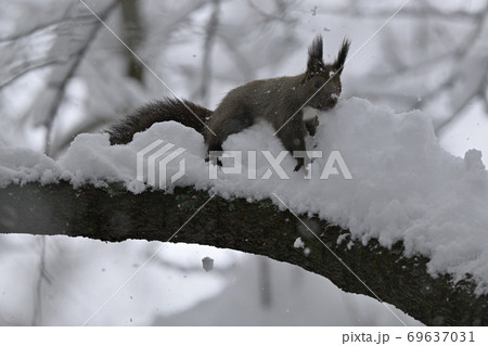 雪とエゾリス 69637031