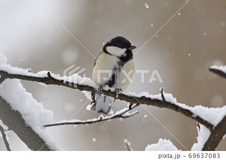 雪と四十雀 69637083