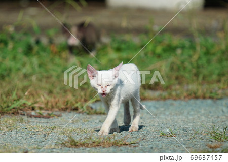 捨てられた子猫達が一生懸命に何かを訴えて歩み寄る 捨てられた子猫達が一生懸命に何かを訴えて歩み寄る 69637457