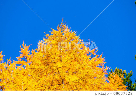 落葉松の紅葉と青空 69637528