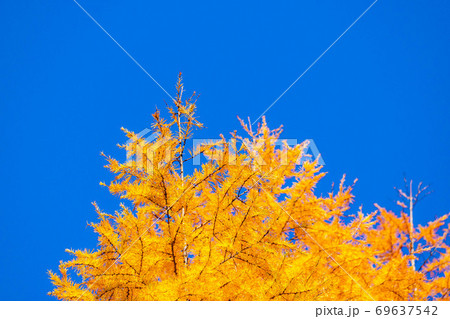 落葉松の紅葉と青空 落葉松の紅葉と青空 69637542
