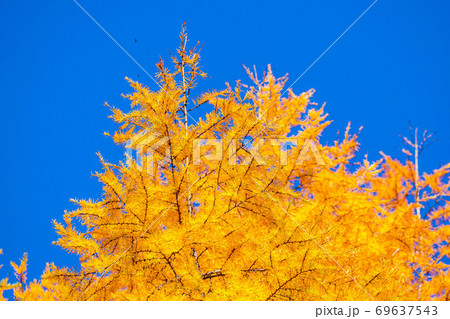 落葉松の紅葉と青空 69637543