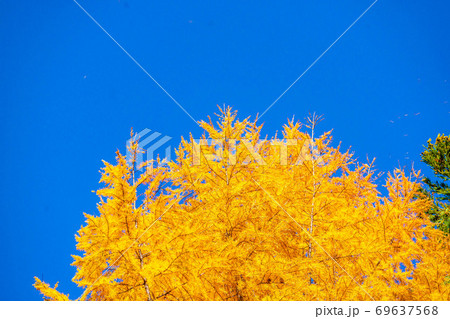 落葉松の紅葉と青空 落葉松の紅葉と青空 69637568