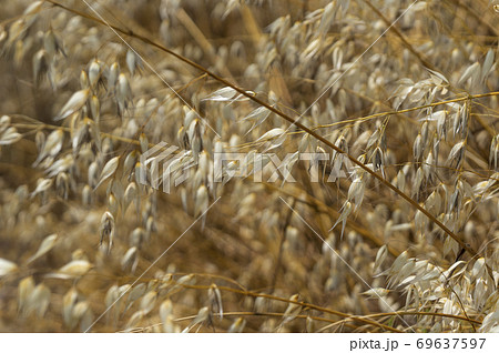 カラスムギ 69637597