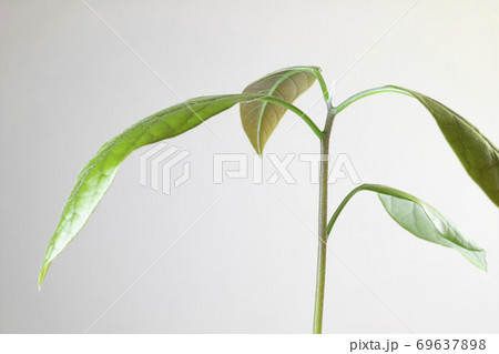 アボカドの葉のアップ【白バック】 69637898