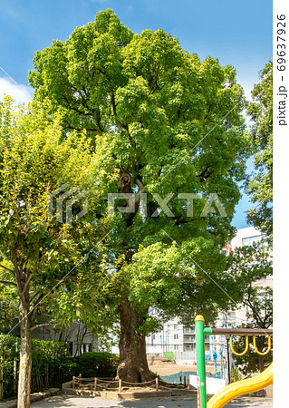 東京都港区の高松くすのき公園 東京都港区の高松くすのき公園 69637926