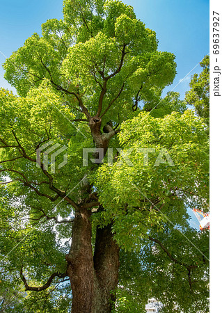 東京都港区の高松くすのき公園 東京都港区の高松くすのき公園 69637927