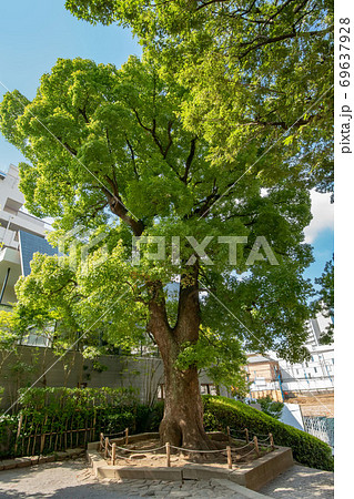 東京都港区の高松くすのき公園 東京都港区の高松くすのき公園 69637928