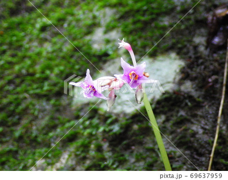 イワタバコの花 69637959