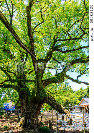 新緑の諫早神社　クス群　【長崎県諫早市】 69638129