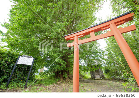 イチョウの巨樹 天然記念物 由利本荘市 イチョウの巨樹 天然記念物 由利本荘市 69638260