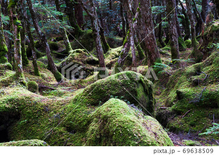 八ヶ岳　白駒池周辺の苔の森 69638509