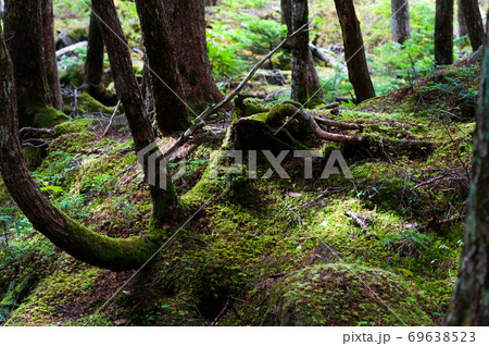 八ヶ岳　白駒池周辺の苔の森 69638523