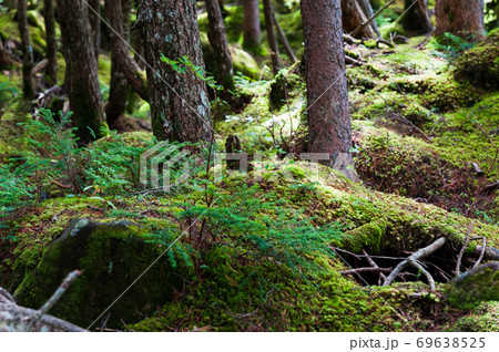 八ヶ岳　白駒池周辺の苔の森 69638525