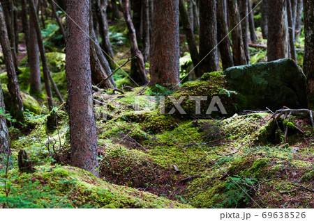 八ヶ岳　白駒池周辺の苔の森 69638526