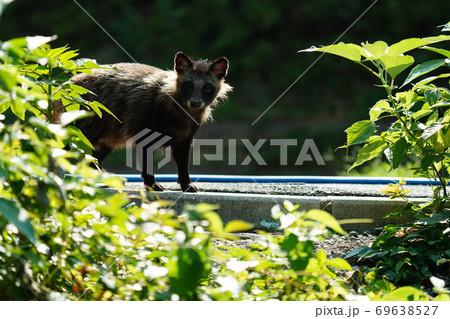 猛暑日に野良猫達がもらったエサや仔猫を狙う野生のタヌキ 69638527