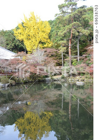 秋の醍醐寺 弁天池に映る銀杏の木 秋の醍醐寺 弁天池に映る銀杏の木 69638763