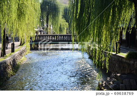 白川橋から望む白川と柳並木　 69638769