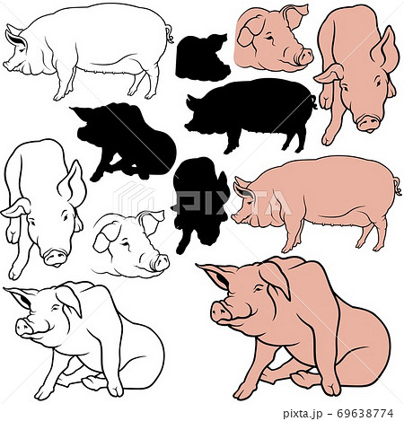 Pig Collection 69638774