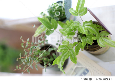 DIYの木の棚とインドアグリーンのイメージ写真 DIYの木の棚とインドアグリーンのイメージ写真 69638931