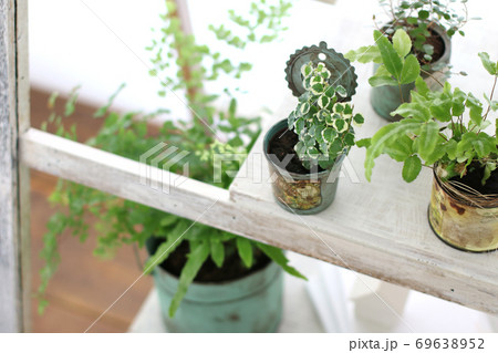 DIYの木の棚とインドアグリーンのイメージ写真 DIYの木の棚とインドアグリーンのイメージ写真 69638952