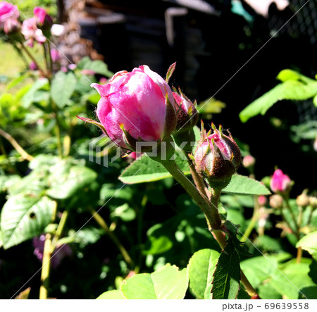 The colorful photo shows blooming flower rose 69639558